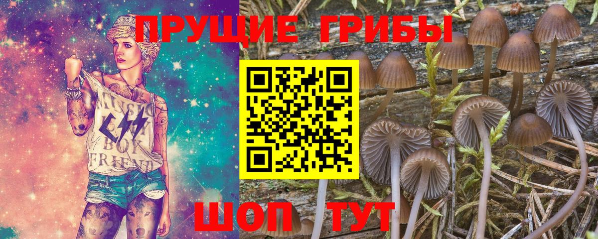 Псилоцибиновые грибы Psilocybine cubensis  Псилоцибиновые грибы Psilocybine cubensis  Вход с VPN  Белореченск 