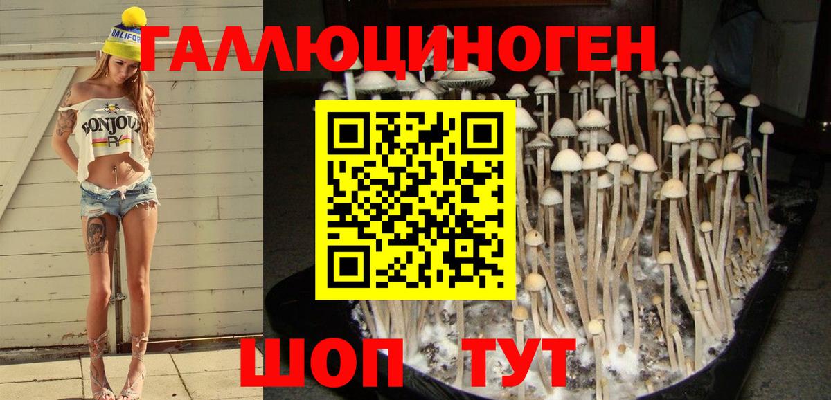 Галлюциногенные грибы Psilocybe Белореченск